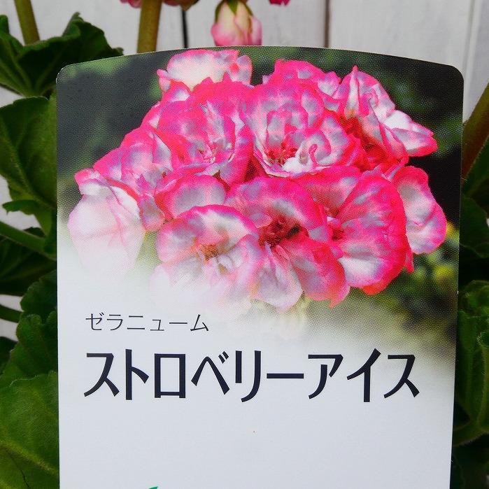 鉢花 ゼラニウム ストロベリーアイス ピンク覆輪 ガーデニング ゼラニューム 4号鉢 0302 お花処 昌山園 通販 Yahoo ショッピング