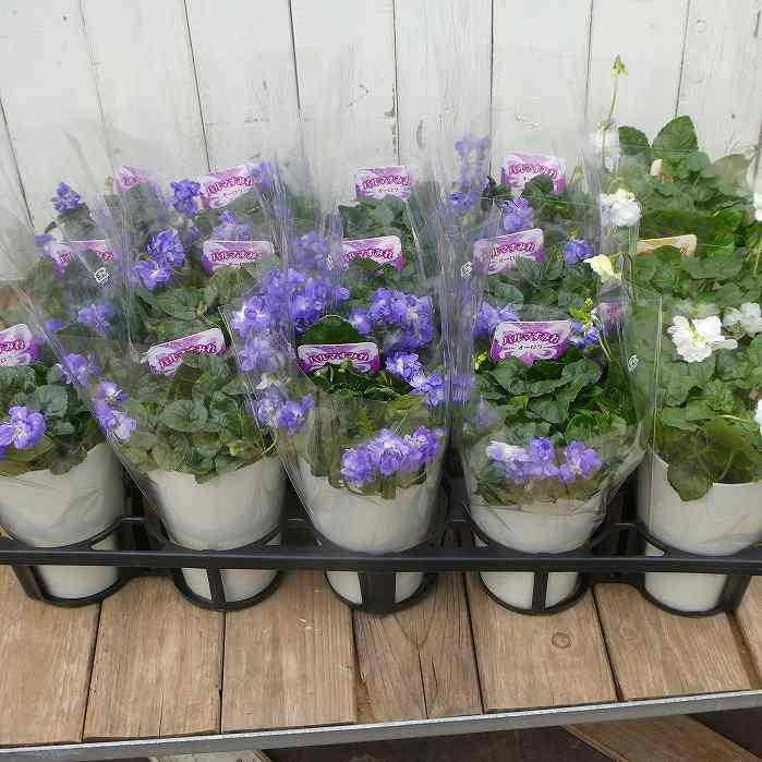 ニオイスミレ 3.5号 パルマスミレ 八重 青花 鉢植え すみれ 匂いすみれ