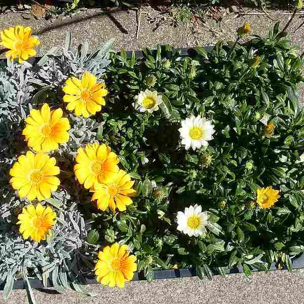花苗 宿根ガザニア 黄花 3 5号 秋まで咲く 長く咲く 宿根草 グランドカバー 2315 お花処 昌山園 通販 Yahoo ショッピング