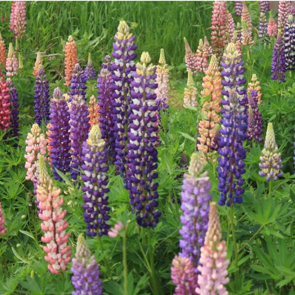 ルピナス 苗 花色お任せ つぼみ付き 3 5号 苗 花壇苗 耐寒性強 2329 お花処 昌山園 通販 Yahoo ショッピング