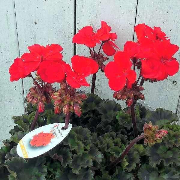 ゼラニウム ダークライン アベリーナ 3 5号 苗 赤花 2405 お花処 昌山園 通販 Yahoo ショッピング