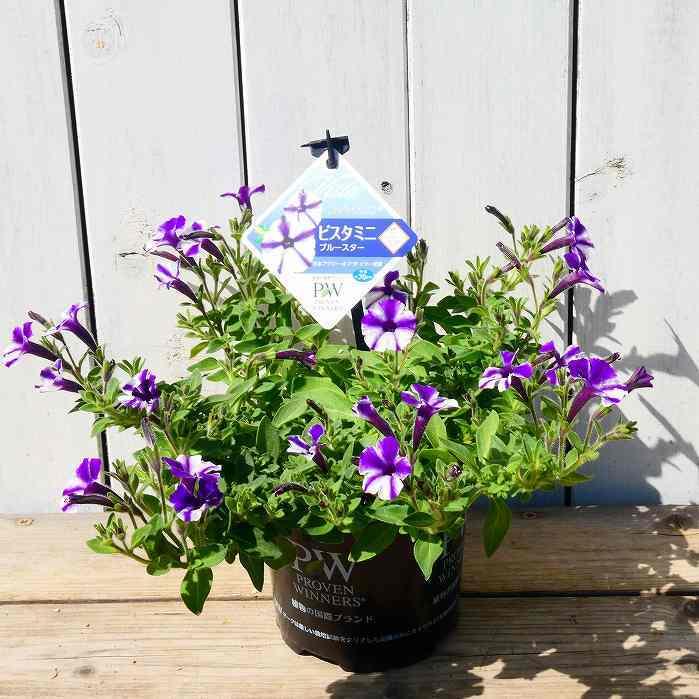 花苗 ペチュニア ビスタミニ ブルースター 4号 苗 春 秋の花苗 花壇苗 青花 ガーデニング 0310 お花処 昌山園 通販 Yahoo ショッピング