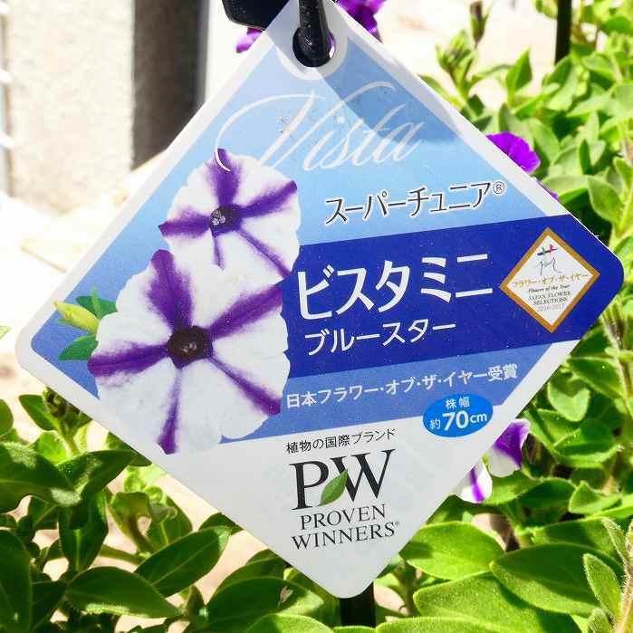 花苗 ペチュニア ビスタミニ ブルースター 4号 苗 春 秋の花苗 花壇苗 青花 ガーデニング 0310 お花処 昌山園 通販 Yahoo ショッピング