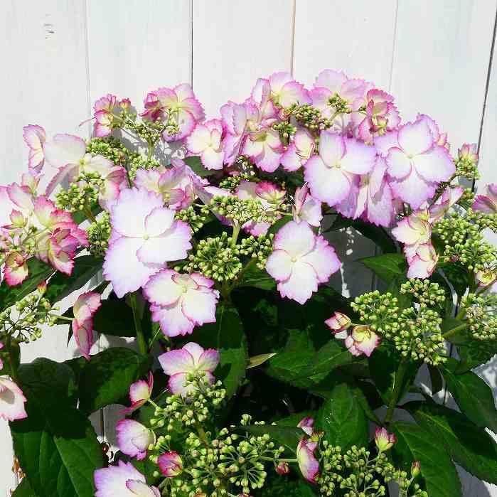 鉢花 常緑アジサイ 春風のマーチ 額あじさい 5号鉢 ブルー 鉢花 常緑アジサイ 春風のマーチ 額あじさい 5号鉢 ブルー