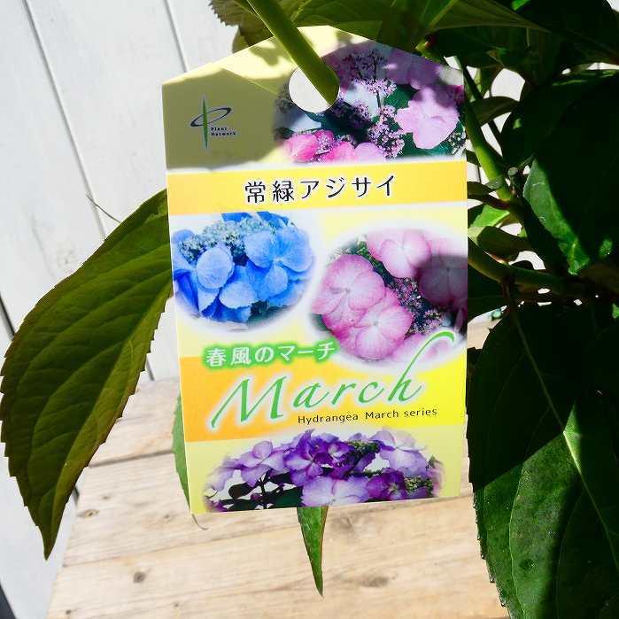 鉢花 常緑アジサイ 春風のマーチ 額あじさい 5号鉢 ブルー 鉢花 常緑アジサイ 春風のマーチ 額あじさい 5号鉢 ブルー