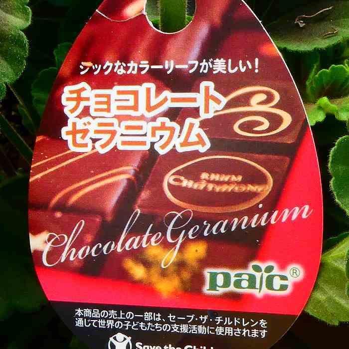 ゼラニウム チョコレート ピンク 5号鉢 苗 鉢植え ダークリーフ カラー