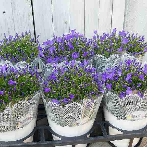 カンパニュラ オーシャン 5号 青花 耐寒性宿根草 花苗 0301 お花処 昌山園 通販 Yahoo ショッピング