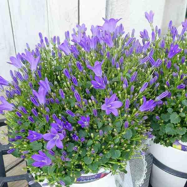 カンパニュラ オーシャン 5号 青花 耐寒性宿根草 花苗 0301 お花処 昌山園 通販 Yahoo ショッピング