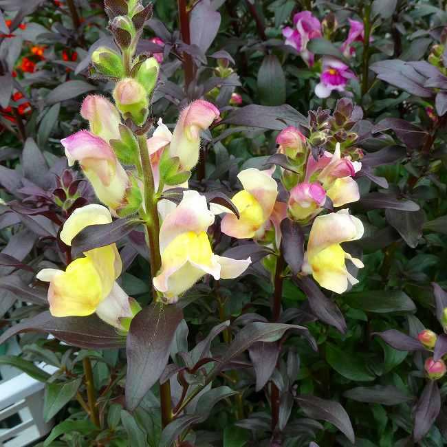 花苗 金魚草 ブロンズドラゴン 3 5号 銅葉 白花 淡いピンク カラーリーフ 耐寒性宿根草 冬 春花壇に 0316 お花処 昌山園 通販 Yahoo ショッピング