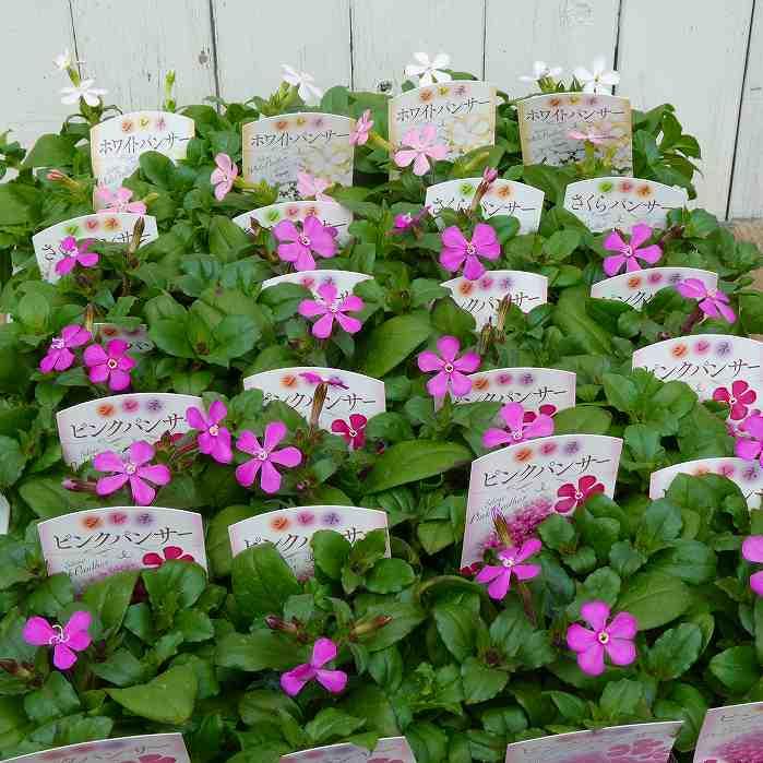 シレネ 苗 ピンクパンサー ピンク 3.5号 ナデシコ 春に咲く花 260409