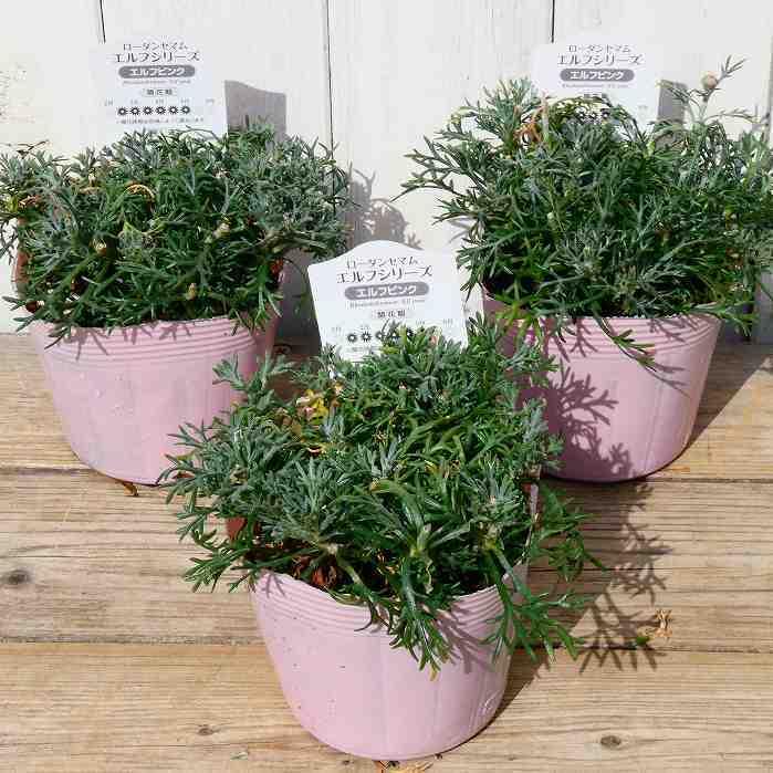 訳あり ローダンセマム エルフピンク 3 5号 シルバーリーフ 宿根草 耐寒性 0413 お花処 昌山園 通販 Yahoo ショッピング