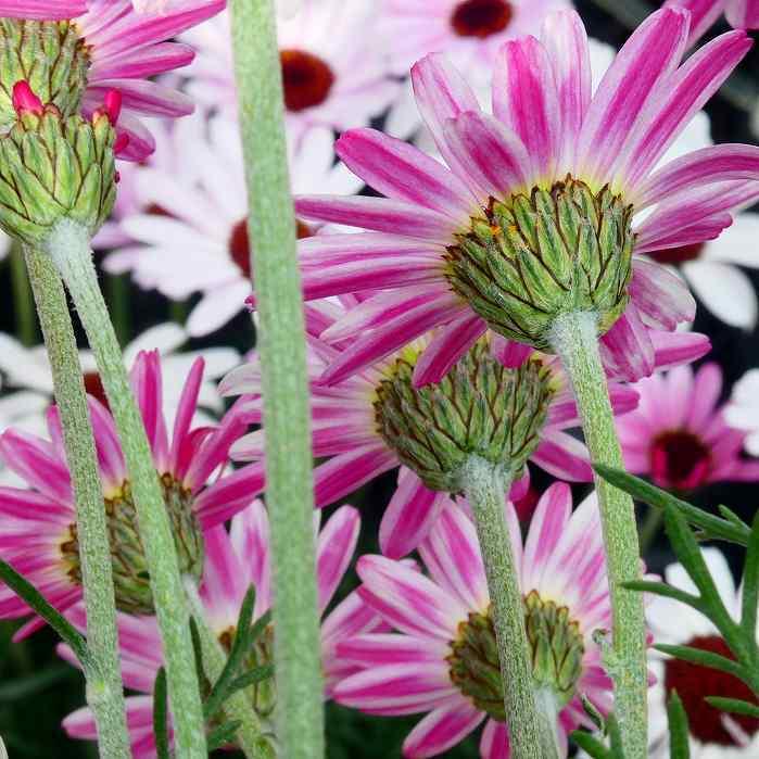 訳あり ローダンセマム エルフピンク 3 5号 シルバーリーフ 宿根草 耐寒性 0413 お花処 昌山園 通販 Yahoo ショッピング