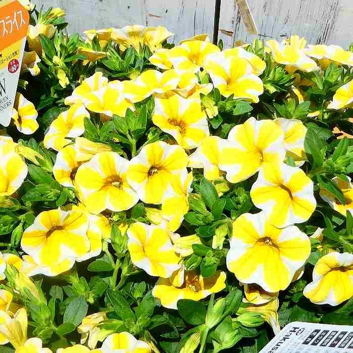 カリブラコア 苗 レモンスライス 3 5号 ストライプ模様 Pw 2628 お花処 昌山園 通販 Yahoo ショッピング