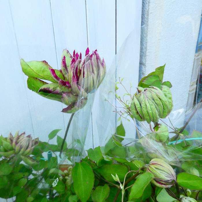 鉢花 クレマチス 花炎 6号鉢 赤八重咲き ギフト向き ツル性 宿根草 0401 お花処 昌山園 通販 Yahoo ショッピング