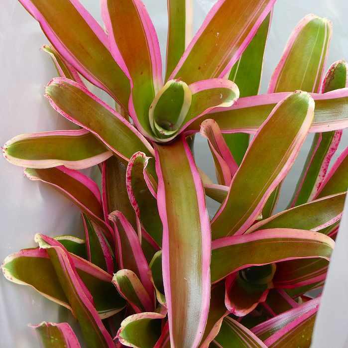 ネオレゲリア 苗 ファイヤーボール 3.5号鉢 斑入り 観葉植物 アナナス