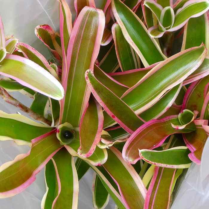 ネオレゲリア 苗 ファイヤーボール 3.5号鉢 斑入り 観葉植物 アナナス