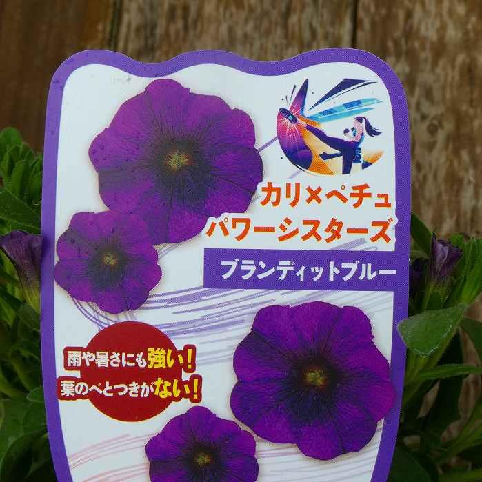 カリペチュ ブランディットブルー スタンド鉢植え 直径25cm