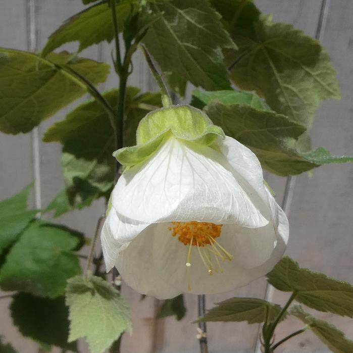 花苗 アブチロン 初恋 3号 オレンジ花 矮性種 夏の花 0421 お花処 昌山園 通販 Yahoo ショッピング