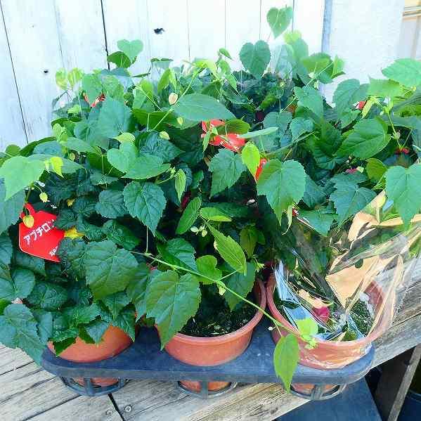 アブチロン チロリアンランプ 5号 ウキツリボク 半ツル性 夏の花 2604 お花処 昌山園 通販 Yahoo ショッピング