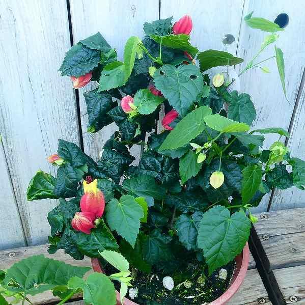 アブチロン チロリアンランプ 5号 ウキツリボク 半ツル性 夏の花 2604 お花処 昌山園 通販 Yahoo ショッピング