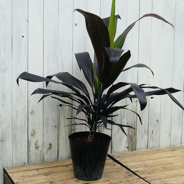 ドラセナ ブラックリーフ 7号ポット 観葉植物 黒葉 レア種 現品 室内