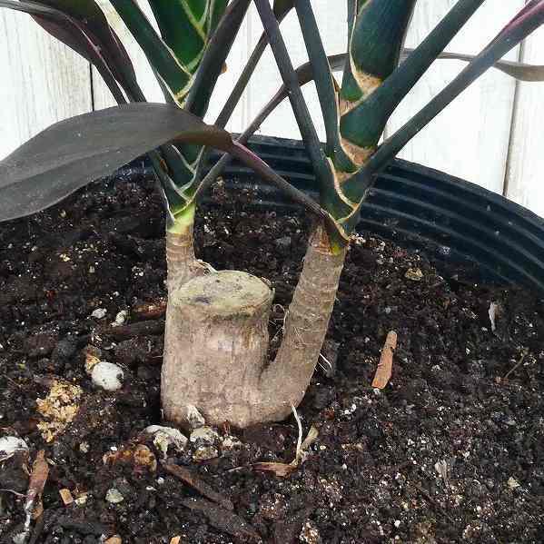 ドラセナ ブラックリーフ 7号ポット 観葉植物 黒葉 レア種 現品 室内