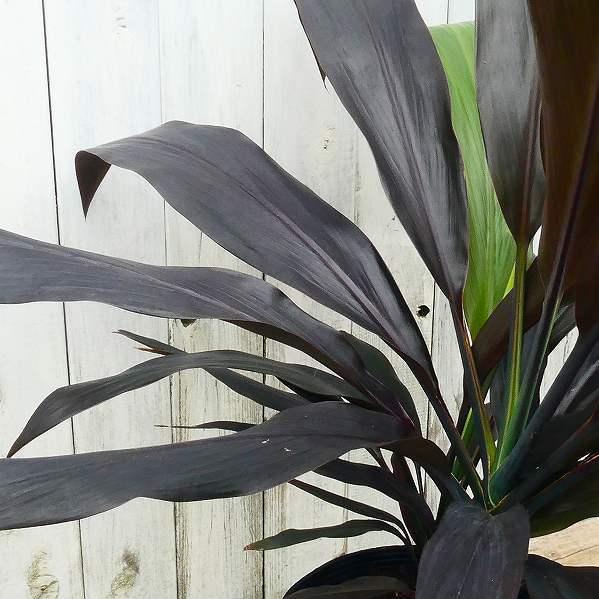 ドラセナ ブラックリーフ 7号ポット 観葉植物 黒葉 レア種 現品 室内