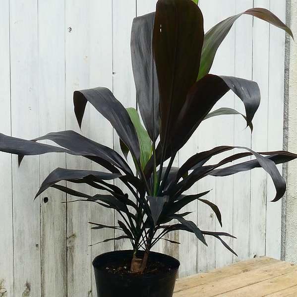 ドラセナ ブラックリーフ 7号ポット 観葉植物 黒葉 レア種 現品 室内
