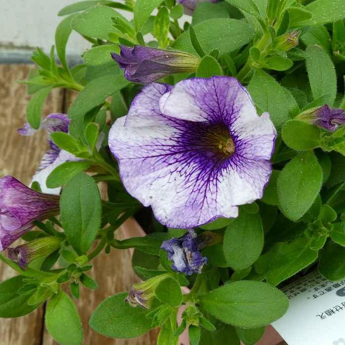 カリペチュ 苗 パワーシスターズ ヴィッキーバイオレット 青紫花 絞り