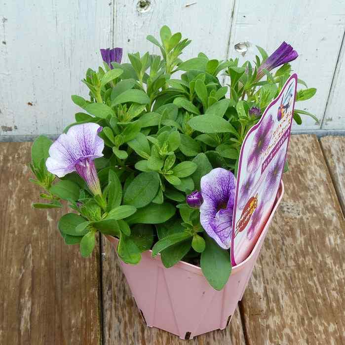 カリペチュ 苗 パワーシスターズ ヴィッキーバイオレット 青紫花 絞り