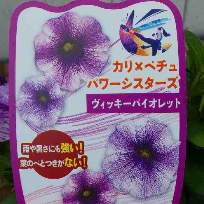 カリペチュ 苗 パワーシスターズ ヴィッキーバイオレット 青紫花 絞り