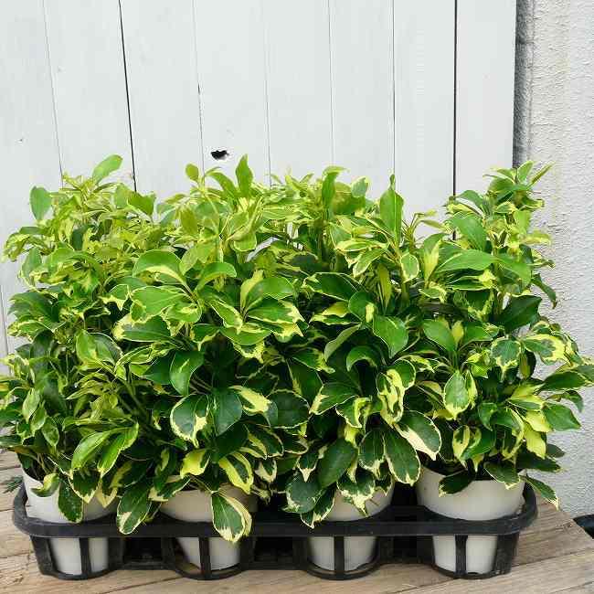 シェフレラ ハッピーイエロー 4号鉢 斑入り ホンコンカポック 観葉植物 珍しい 黄斑 0406 お花処 昌山園 通販 Yahoo ショッピング