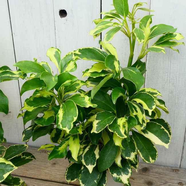 シェフレラ ハッピーイエロー 4号鉢 斑入り ホンコンカポック 観葉植物 珍しい 黄斑 0406 お花処 昌山園 通販 Yahoo ショッピング