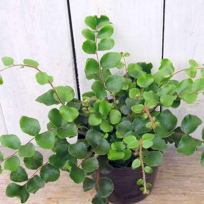 ペラエラ ロツンディフォリア ボタンファーン シダ 3号 観葉植物 ミニグリーン レア品種 南半球原産 0406 お花処 昌山園 通販 Yahoo ショッピング