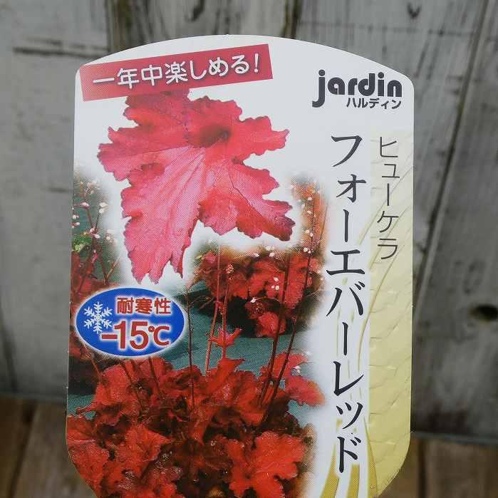 ヒューケラ 苗 フォーエバーレッド 赤葉 3.5号 ツボサンゴ 日陰向き