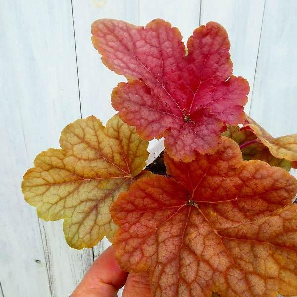 ヒューケレラ ピーチティー 赤葉 ピンク葉 3 5号ポット ツボサンゴ ヒューケラ 日陰向き 苗 宿根草 0406 お花処 昌山園 通販 Yahoo ショッピング