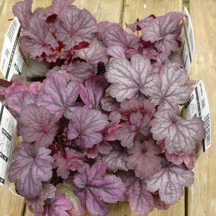 ヒューケラ 苗 シャンハイ 3.5号 ツボサンゴ 日陰向き 山野草 宿根草