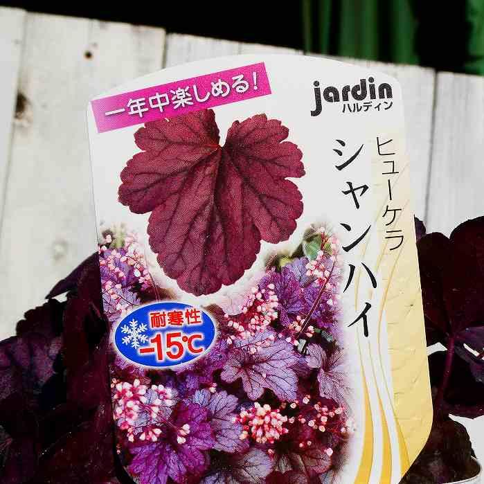 ヒューケラ 苗 シャンハイ 3.5号 ツボサンゴ 日陰向き 山野草 宿根草