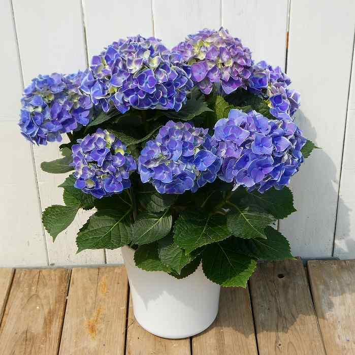あじさい エリス 5号鉢 アジサイ 母の日 ギフト プレゼント 250410