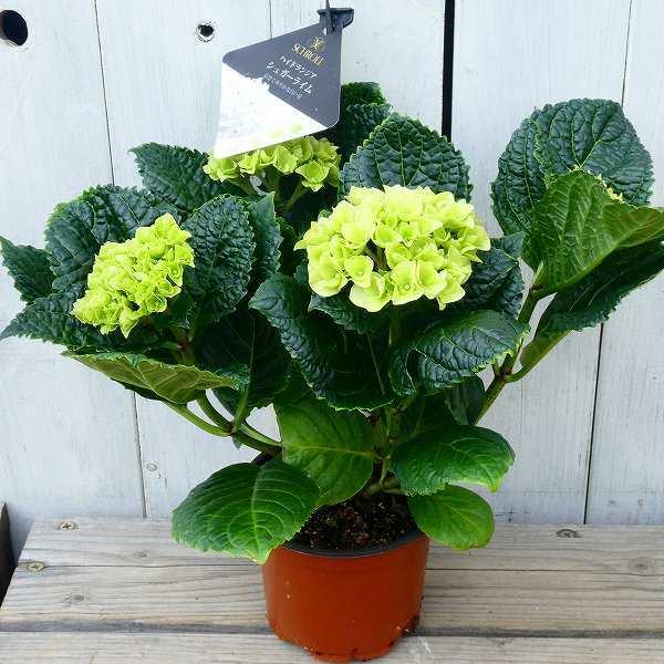 鉢花 アジサイ シュガーライム 白花 3 5号ポット あじさい 鉢植え 室内 0408 お花処 昌山園 通販 Yahoo ショッピング