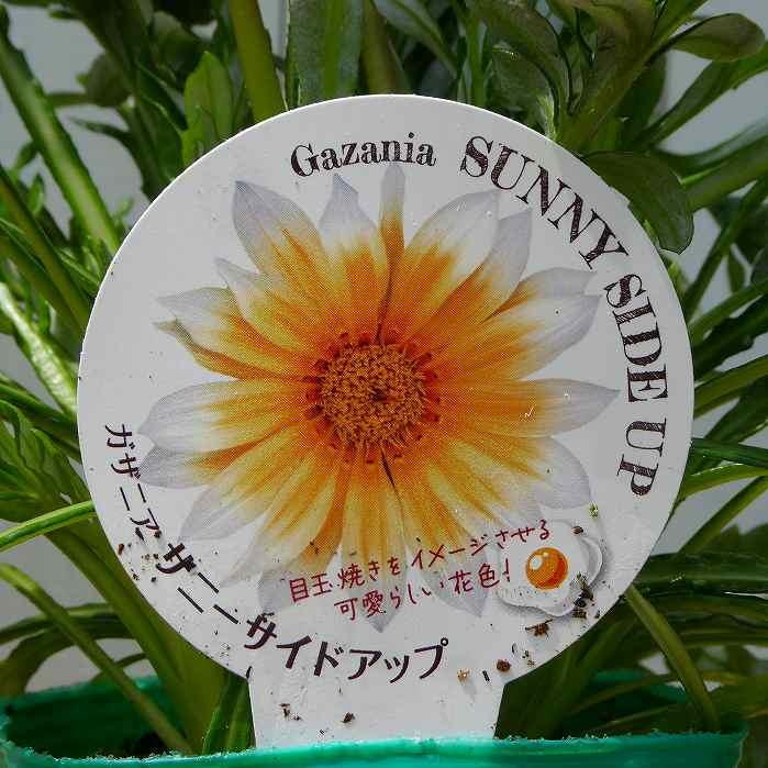 宿根ガザニア 苗 サニーサイドアップ 3.5号 白花 中心黄色 花壇苗