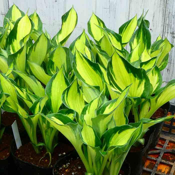 ギボウシ 苗 カラードハルク 斑入り 中型 4号 ホスタ 擬宝珠 ぎぼうし