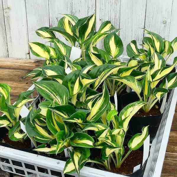 ホスタ（ギボウシ）斑入り 3株 ホスタ（ギボウシ）斑入り 3株