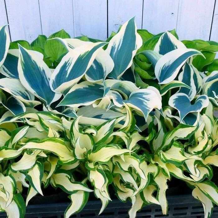 ギボウシ ホワイトクリスマス 中斑 4号ポット 斑入り ホスタ 擬宝珠