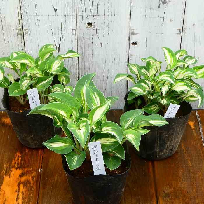 ホスタ（ギボウシ）斑入り　3株 楽天市場】【期間限定P5倍＆MAX10％OFFクーポン】ギボウシ