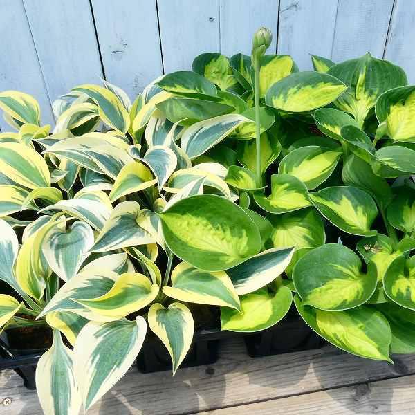 ギボウシ レインフォレストサンライズ 苗 4号ポット 小型種 斑入り