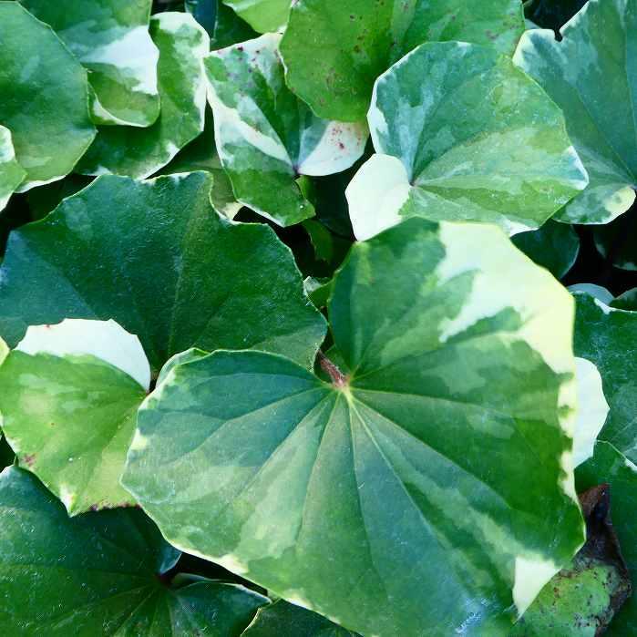 ツワブキ 苗 浮雲錦 3.5号鉢 斑入り 石蕗 山野草 和風庭園 241107