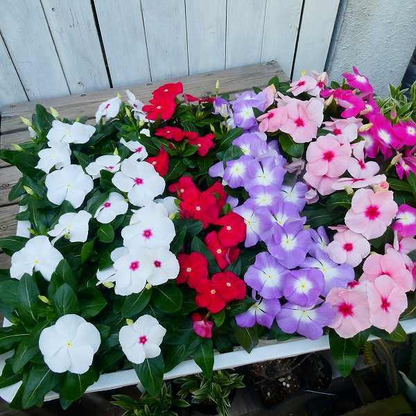 花苗 日々草 花色お任せ 3 5号 ニチニチソウ ビンカ 夏の花壇に 秋まで咲く 04 お花処 昌山園 通販 Yahoo ショッピング