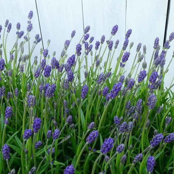 花苗 ラベンダー イングリッシュラベンダー しほ 3 5号 ハーブ苗 青花 0427 お花処 昌山園 通販 Yahoo ショッピング