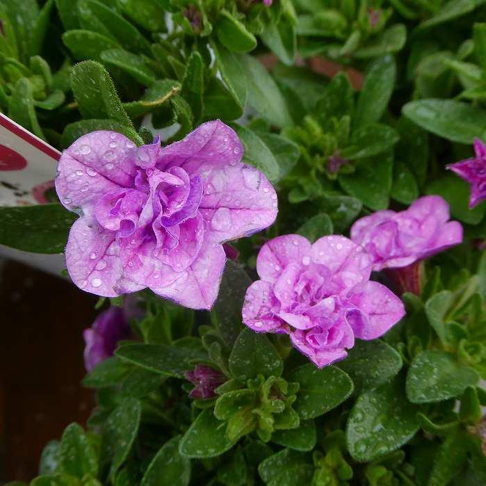 カリブラコア 苗 八重咲き アロハダブル ダブルオレンジ 3 5号 2705 お花処 昌山園 通販 Yahoo ショッピング